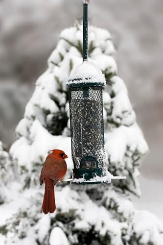 Miniatura 4 de Squirrel Buster - Mini comedero para pájaros a prueba de ardillas con 4 perchas de metal, capacidad de semillas de 0.98 libras y Wagner's 62004