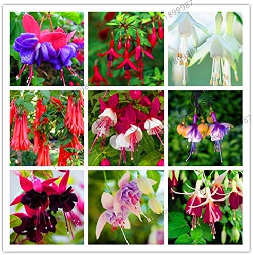 Amazon Co Jp 損失の促進 パープルダブル花びらフクシアの盆地盆栽鉢植えの花壇インドア植物ホーム庭の装飾の花 Qc340mxt1 Diy 工具 ガーデン