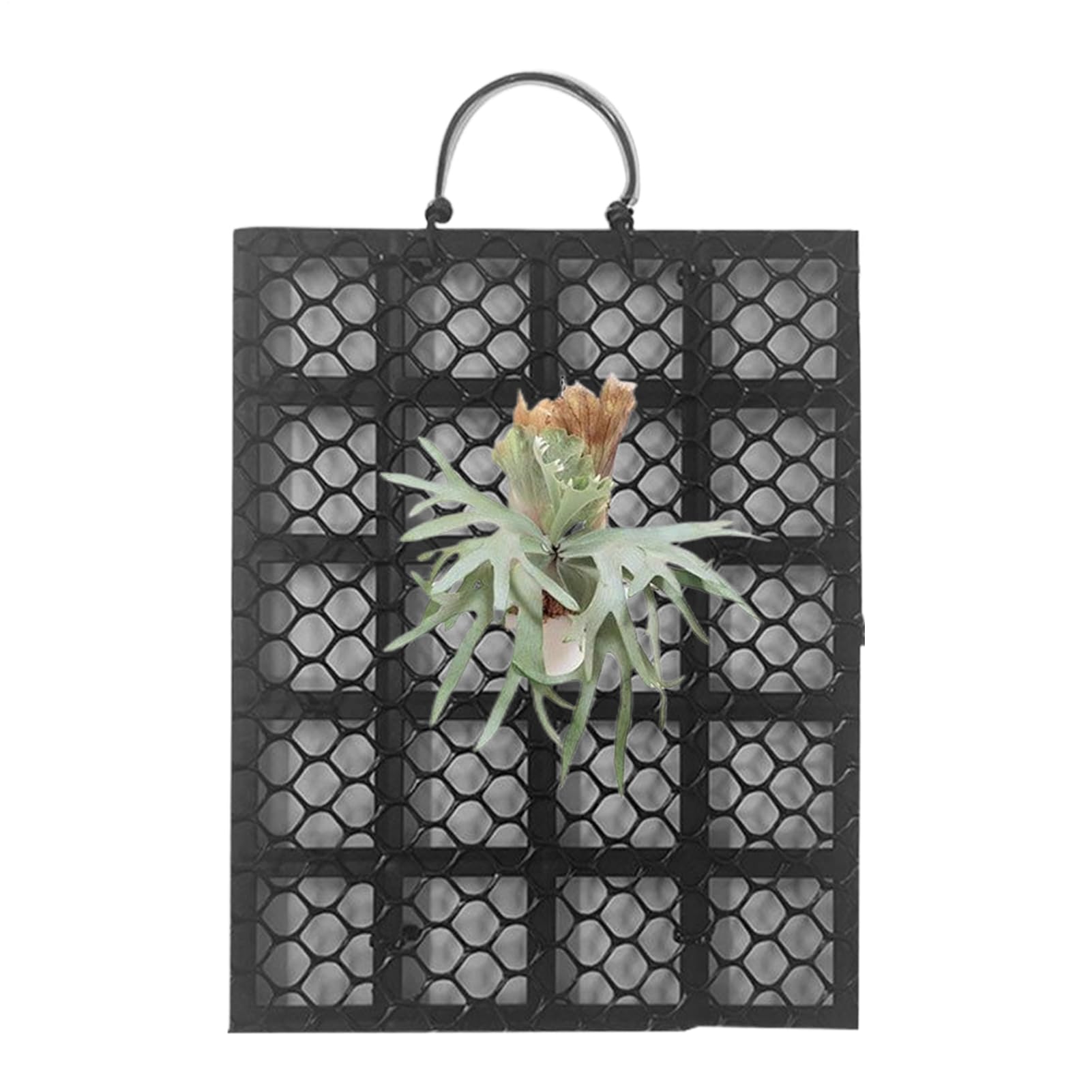 Staghorn Paproć Board - Pionowe deski do montażu na ścianie z wiszącą konstrukcją, oprawka do orchidei Platycerium do dekoracji wnętrz, ogrodu, na zewnątrz wnętrz, biur,