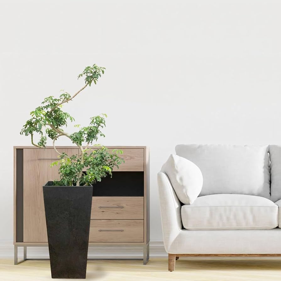 Amazon | 観葉植物 シェフレラ ホンコンカポック グリーン