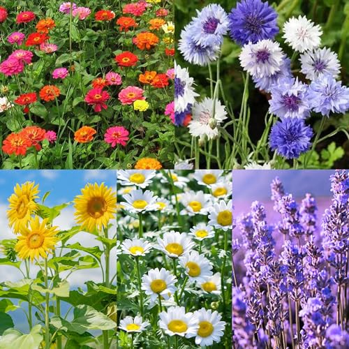 Meekear 5 Kit - Growing into Shasta Daisy, Cornflower, Sunflower, Zinnia, Lavender for Indoor Outdoor Garden DIY Gifts