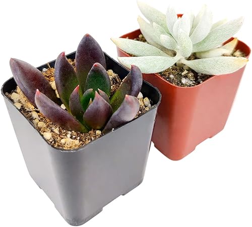 Paquete de suculentas espeluznantes de Halloween  Juego de 246810243648 plantas suculentas únicas (2 suculentas)