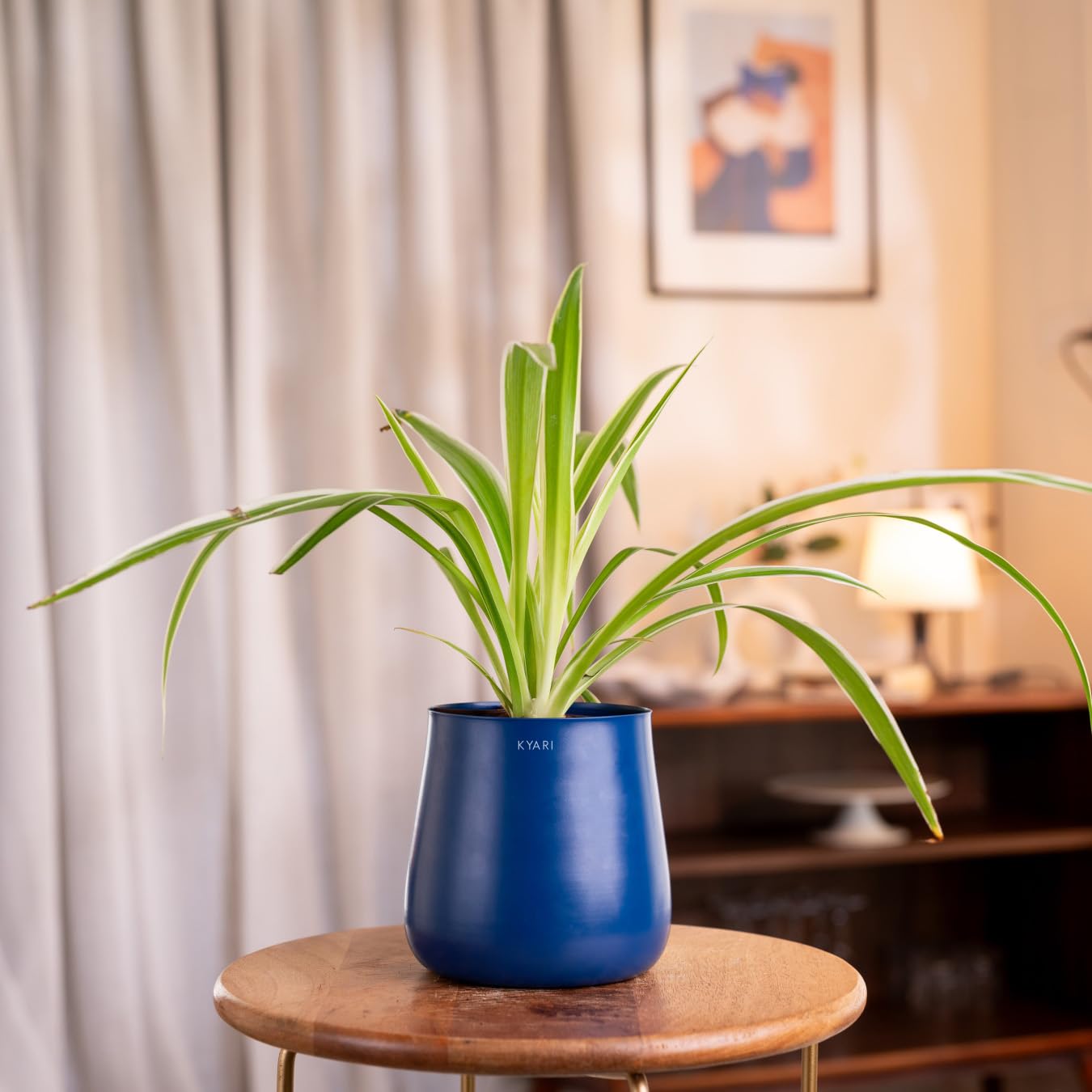 KYARI Spider Indoor Plant for Living Room | Live Plants | Plants with Blue Aura Self Watering Pot for Home | Office Plants | Plants for Home Decor (B0DCVJXPMX) Amazon Price History, Amazon Price Tracker