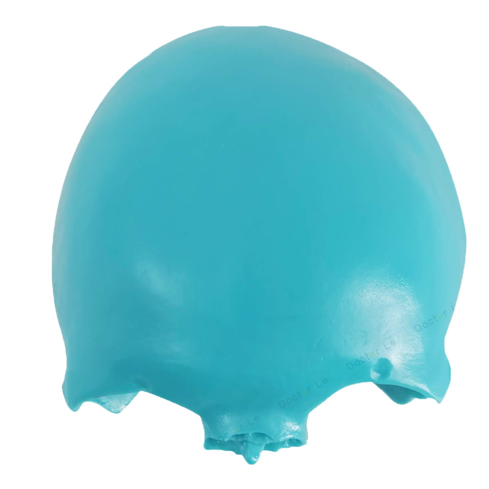 Sjdopulse A Colored Skull Model - Natomy Model Frontal Bone Model - Medical Natomical Scattered Bone Model - Pvc Material - For Science Teaching Demonstration (A)