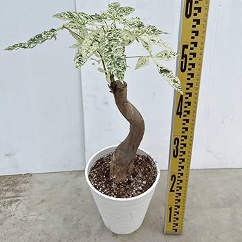 Amazon.co.jp: 観葉植物 パキラ ミルキーウェイ接木 6号