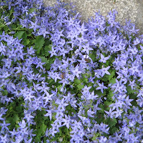 6 x Campanule d'Italie - Campanula Garganica - Godet 9x9cm - Fleurs bleu azur, tapissante