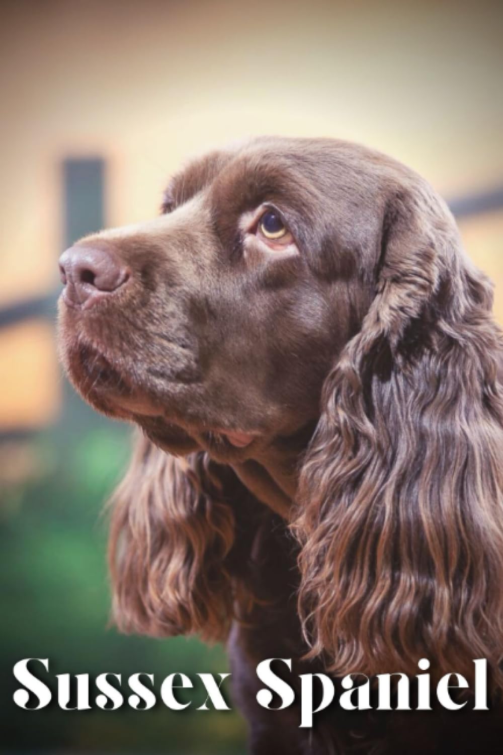 Sussex Spaniel: Dog breed overview and guide