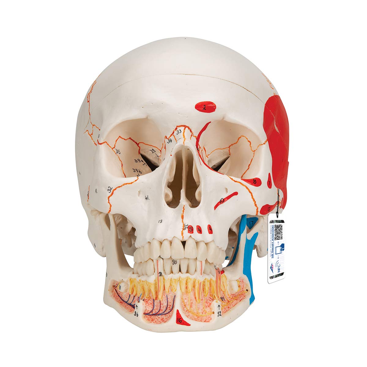 3B Scientific A22/1 Classic Skull wt opened lower Jawpainted3- - 3B Smart Anatomy
