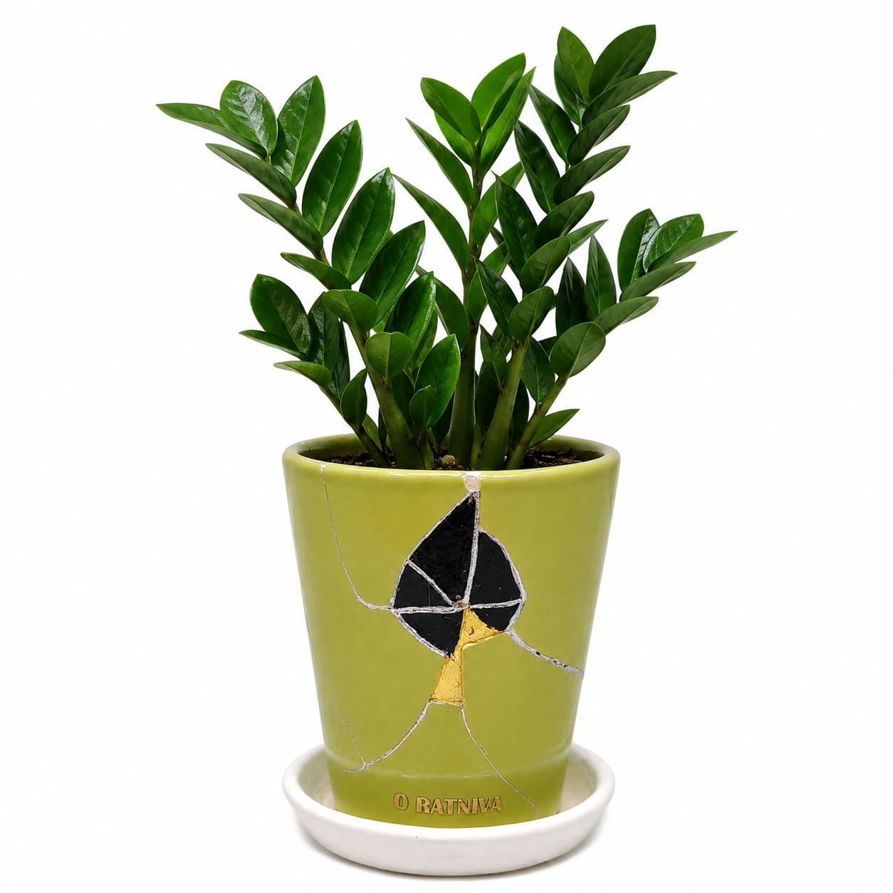 Live ZZ Plant with Handmade Kintsugi Ceramic Pot | Zamioculcas zamiifolia Indoor Air Purifying Plant | Premium Ceramic Planter with Drainage Tray | Home & Office Decor | Pack of 1-image-34