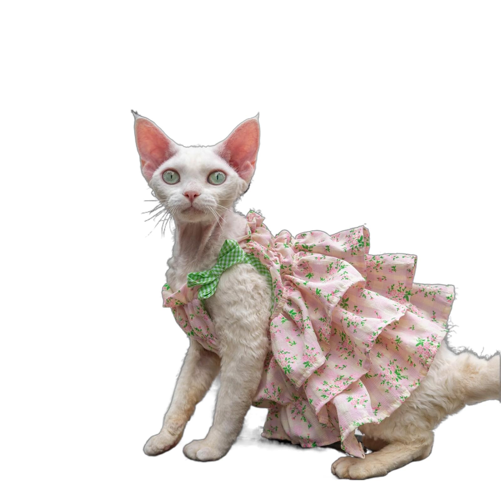 Robe coton pour chat Devon Rex pour protéger sa peau sensible en été