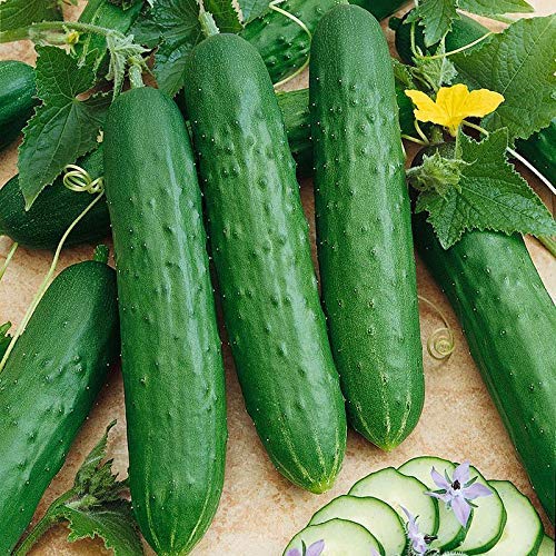 Golden Hills Farm (AVG 100-267) seeds CUCUMBER AGRI SALAD SEEDS (B07ZJ3K14R) Amazon Price History, Amazon Price Tracker