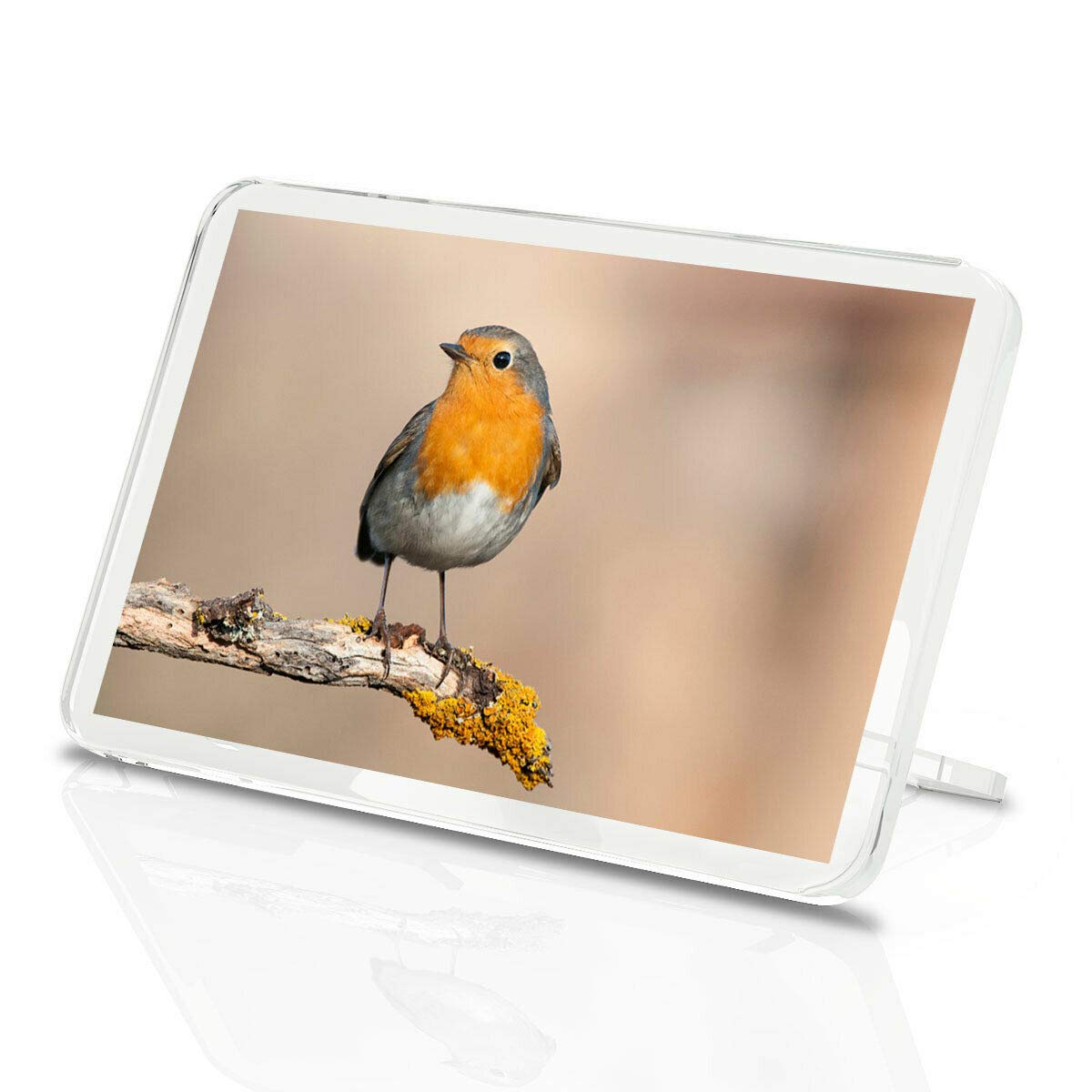 Destination Vinyl Magnets Multicolor 1 X Fridge Magnet -Beautiful Red Robin Bird Classic Fridge Magnet - Natural Garden Kids #2062