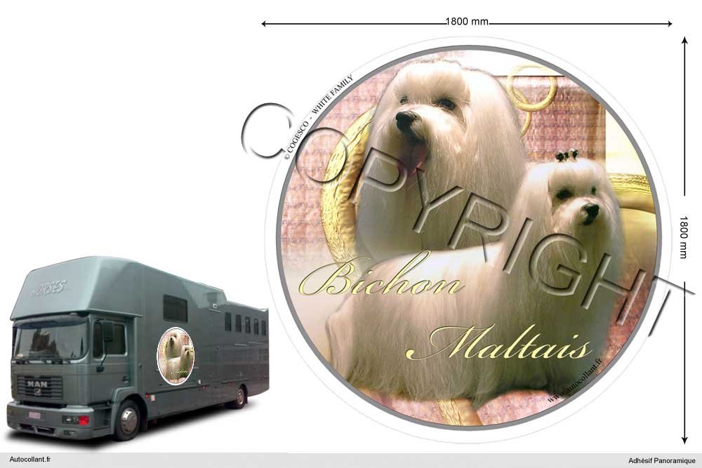 Circular Aufkleber Hund 180 Cm Malteser