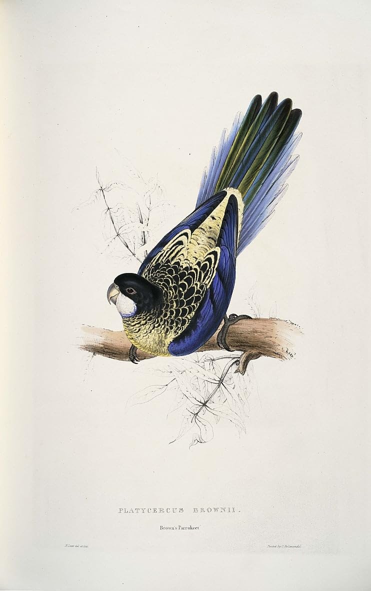 Poster toile Platycercus Venustus Edward Lear 50x70cm - 4