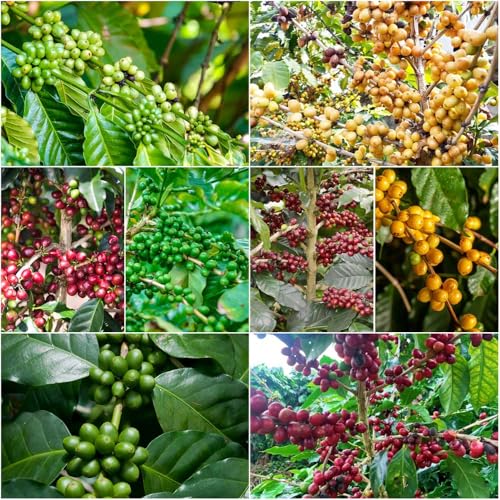 Semi caffè - di semi caffè resistenti balcone resistenti all'inverno 100pcs