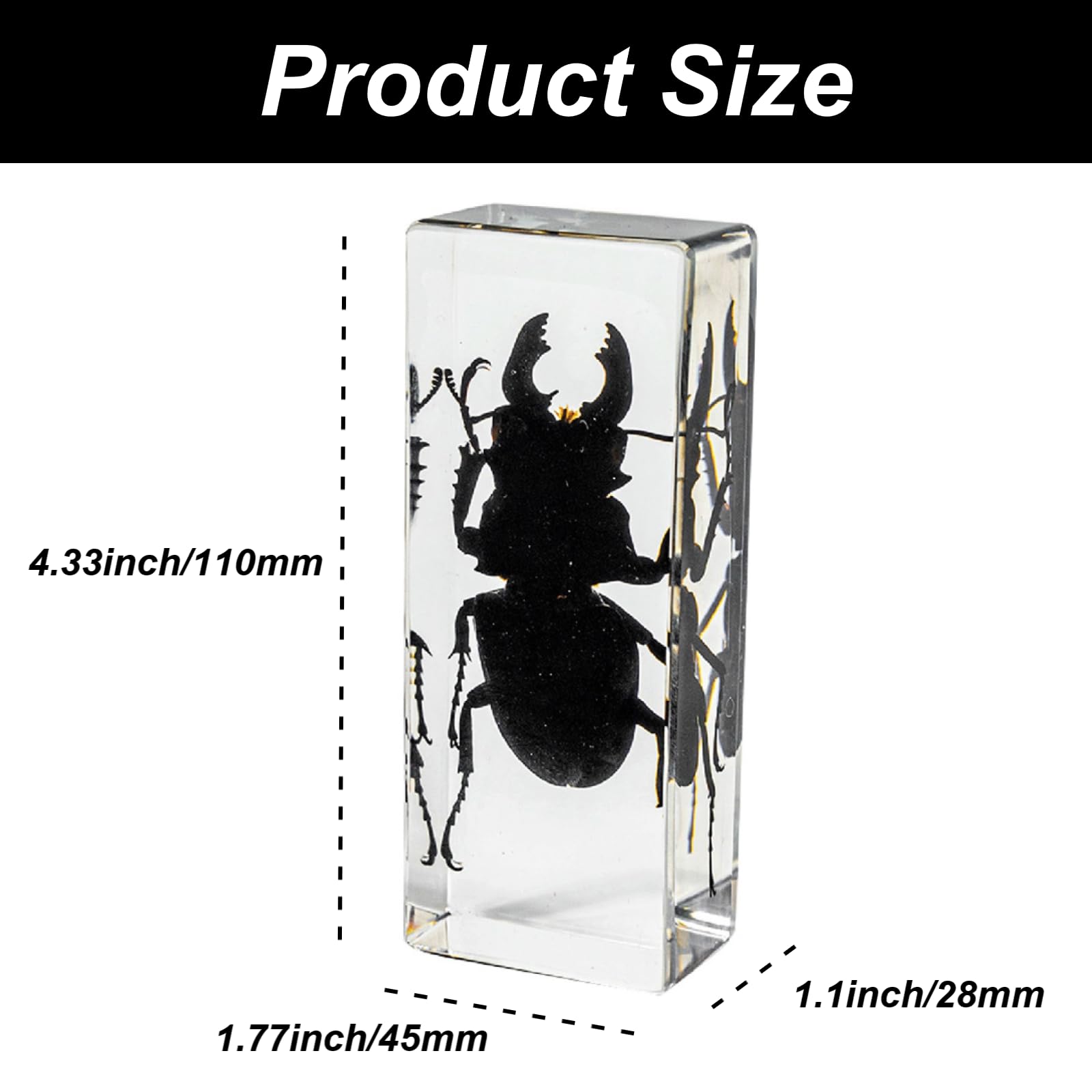 Earnmore Insectenhars, echt gigantisch insect presse-papier taxidermie specimen, echt insectenexemplaar transparante hars creatieve kleine ornamenten kleuterschool onderwijs observatie speelgoed