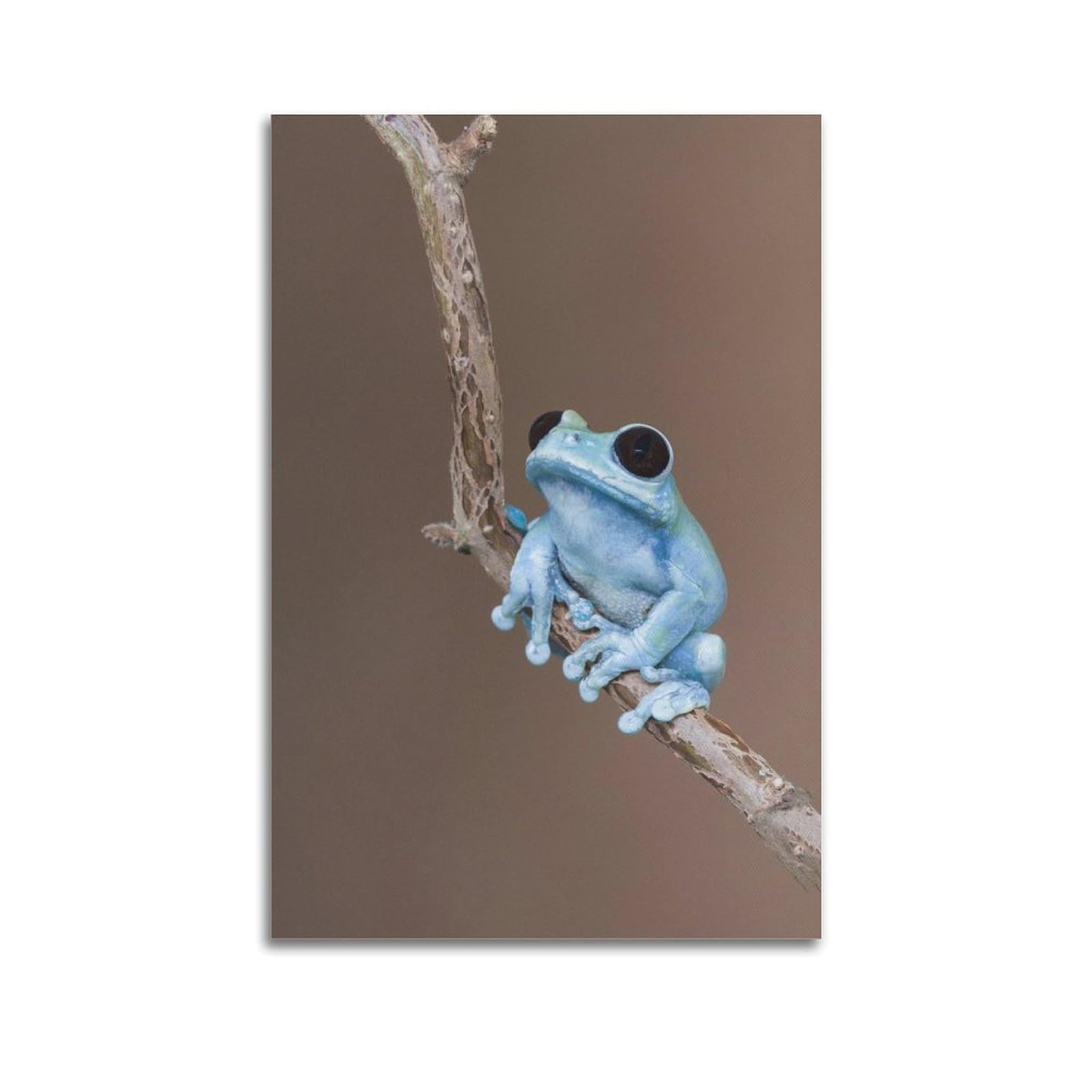 XKUGA Australian Amphibian Poster Botanical Vintage Tree Frogs Modern Decorative Canvas Prints - Ideal Wall Art for Family, Man Cave, Game Room, Boys & Girls Bedroom 24x36inch(60x90cm)