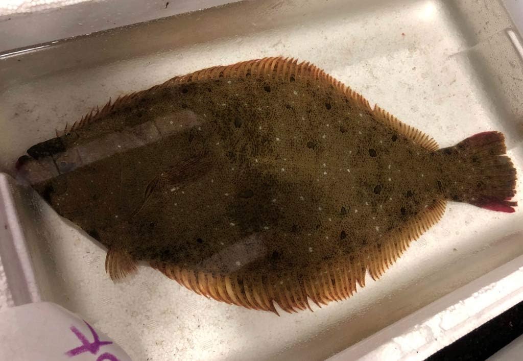 活きひらめ1尾700g ヒラメ 平目 激安 鮮魚 お刺身で