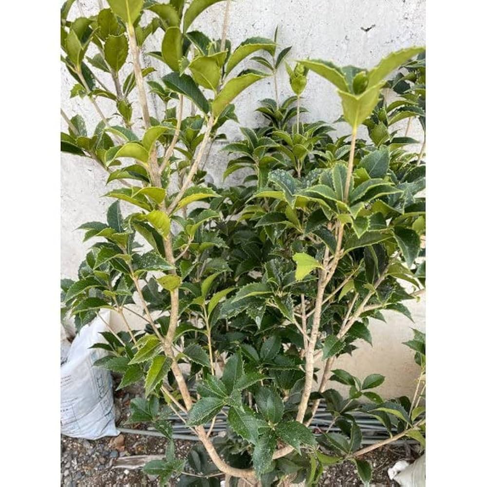 Amazon.co.jp: 【1本 セット】 フイリマサキ (斑入りマサキ) 根