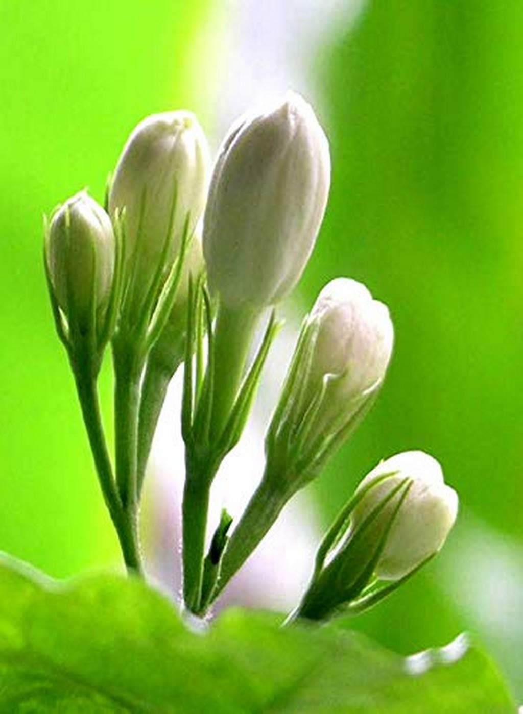 Creative Farmer Jasmine Live Plant Flower Aromatic Rare Exotic Plants Garden Plant(1 Healthy Live Plant) (PLANT-33-JASMINE5ll@) (B08P5R8KLM) Amazon Price History, Amazon Price Tracker