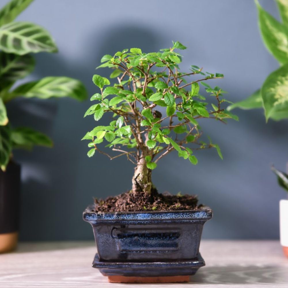 Bonsai Zelkova Tree - Chinese Elm Bonsai with Flaking Bark - Indoor/Outdoor Patio Decor - Ceramic Pot Included – 1x 12cm Potted Plant by Thompson & Morgan