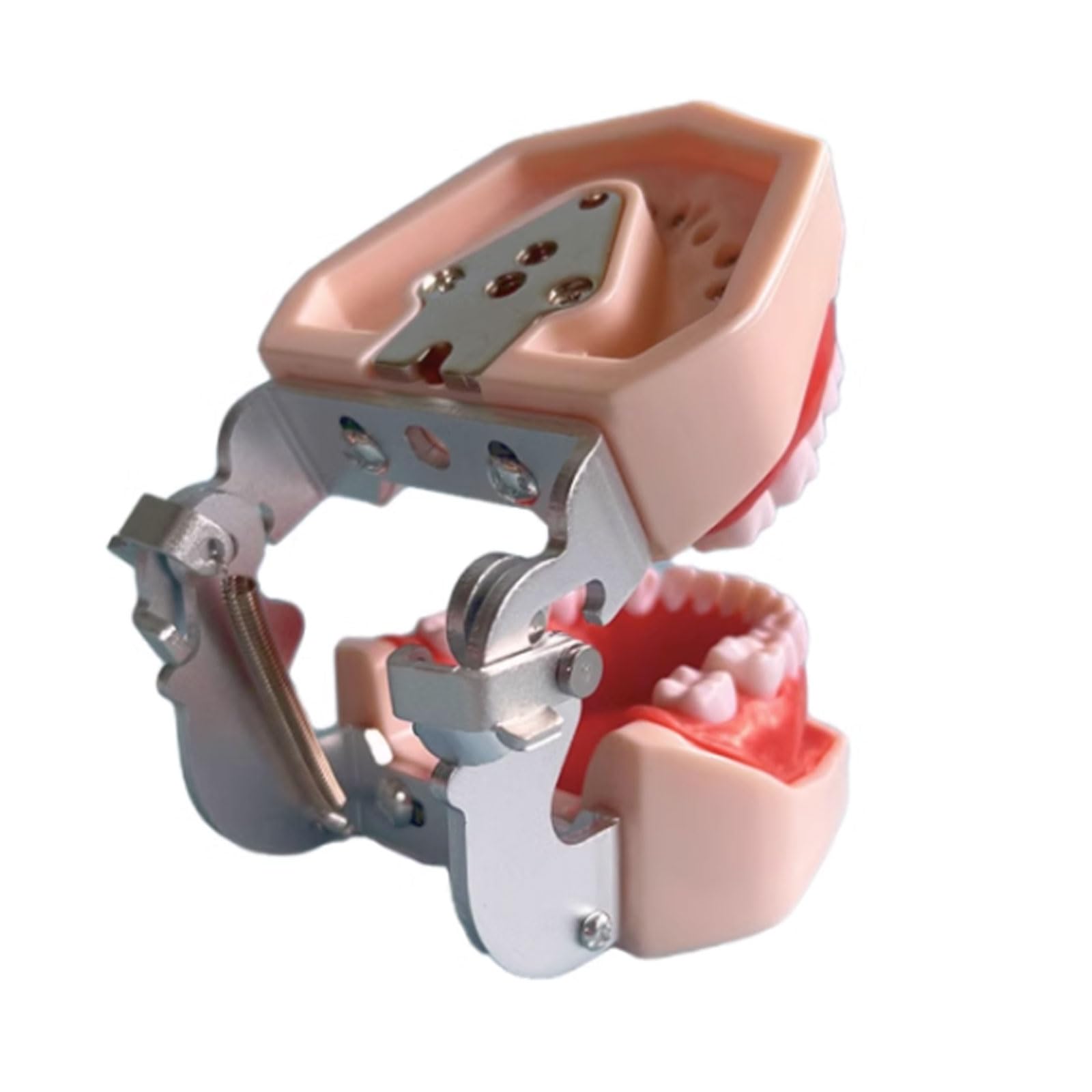 Modello Dentario Della Resina Che Addestra Il Modello Dei Denti Del Typodont Per L'insegnamento Di Pratica Dell'odontotecnico Denti Della Gomma Modello Della Mascella Attrezzatura Di Odontoiatria