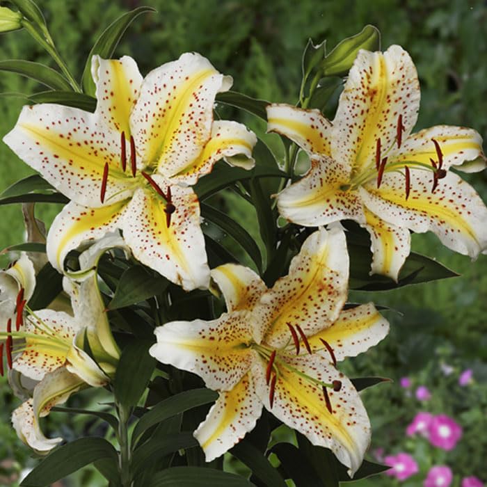 Amazon.co.jp: 花数が多い 山百合 球根 【 特大球 】1球