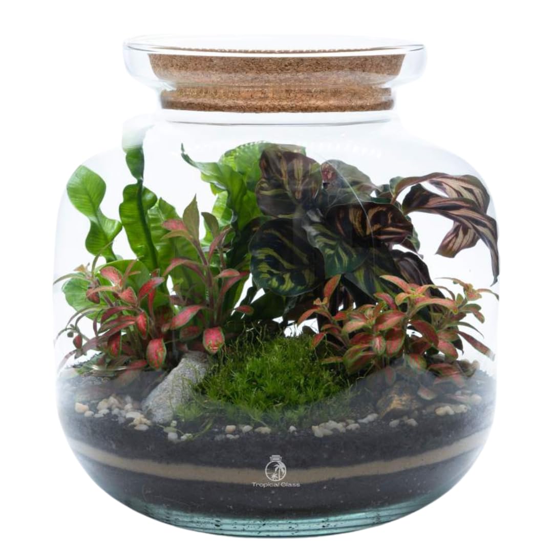 Complete All-Inclusive DIY Terrarium Kit (H: 25cm) with Cork Lid – 3 Live Plants, Moss, Glass Jar, Soil & Stones – Build Your Own Self-Sustaining Closed Indoor Garden Ecosystem for Home or Office