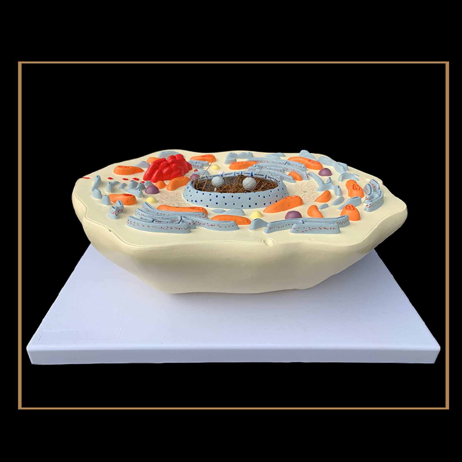 Anatomía Humana Científica - Modello di Cassaforte Sottile Animale Struttura delle Cellule Animali Microscopicamente Golgi Organismo Mitocondriale Kit di Scienza Forniture di Laboratorio