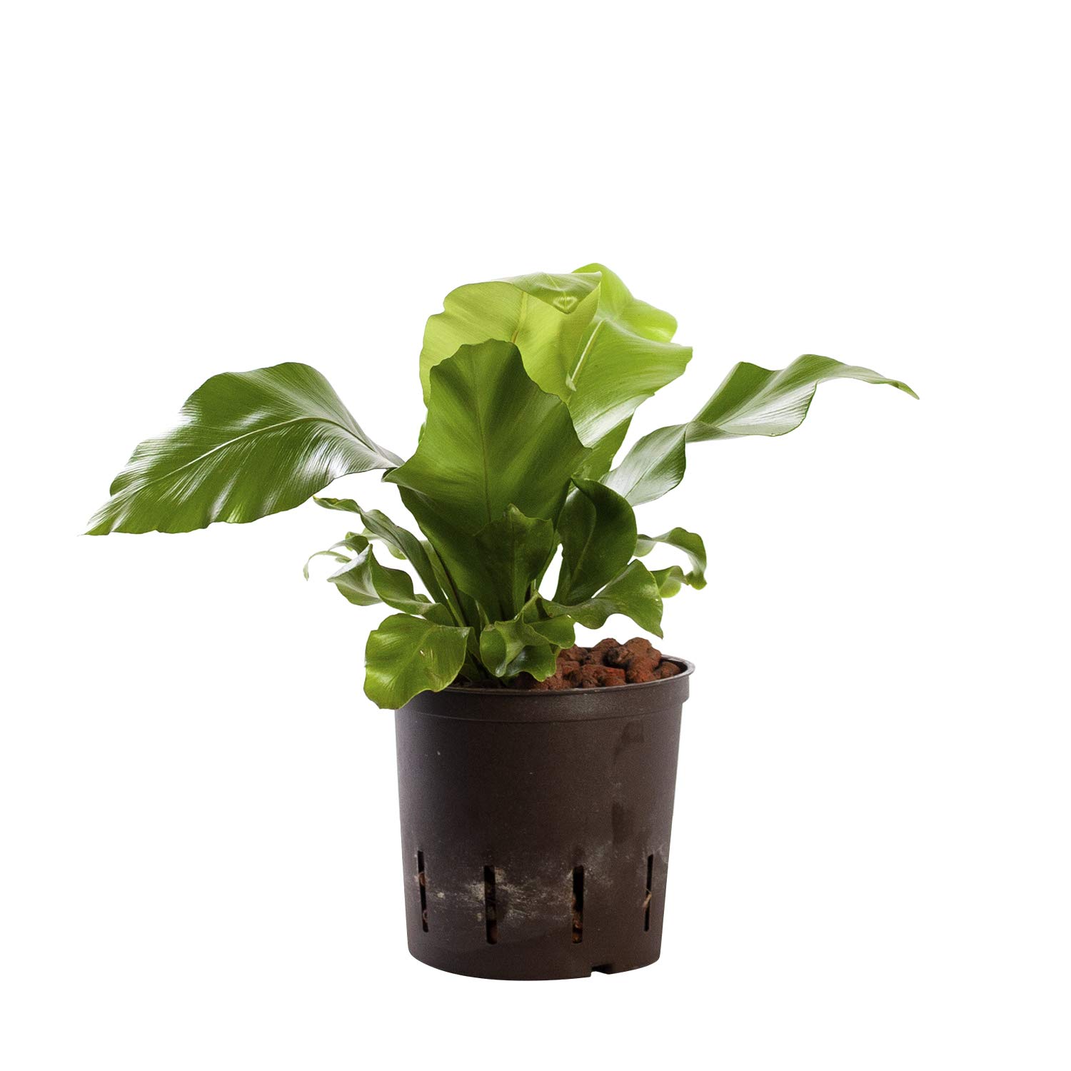 Planta de fácil cuidado: Plantas naturales interior en hidroponía ...