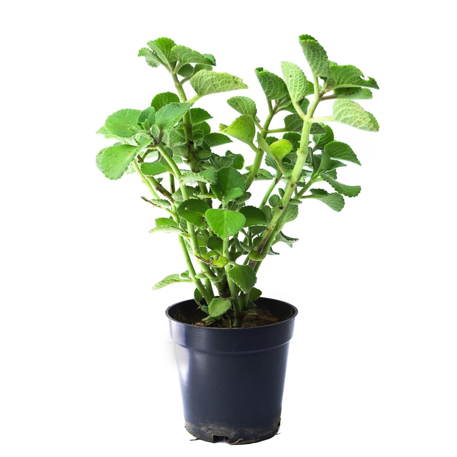 1 (Oregano (Italian Herb) Herbal Culinary Aromatic Easy Grow Live Plant for Home Kitchen Garden Pack of 1)-image-49
