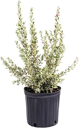 American Plant Exchange Texas Sage – Maceta de 10 pulgadas – Arbusto de flores vivas con follaje plateado, planta tolerante a la sequía para