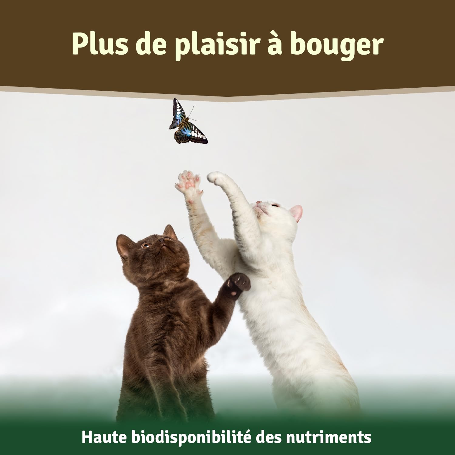 Veddelholzer Poudre 100% Naturelle de Moule aux orles Verts pour Chien 500 g Extrait de Moule Vert avec Acceptation élevée pour Tous Les Chiens