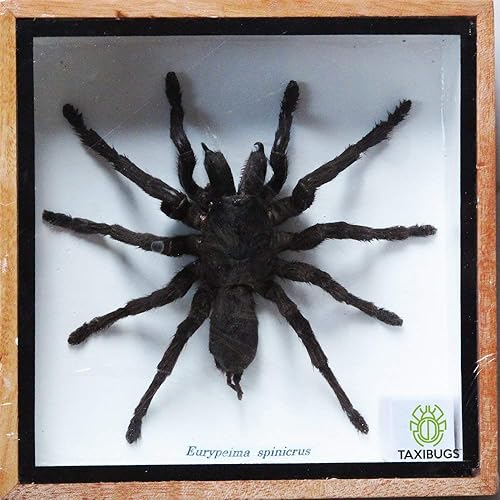 Real Spider Tarantula Taxidermy Mounted Specimen Insect Framed Insect Eurypeima Entomology