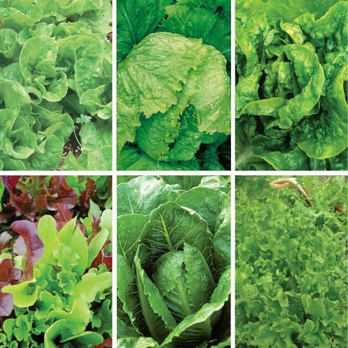 Image of Jiffy Plant Germination Kit - Seedling Starter Trays with Seeds - 36 Cell 2 Pack - Plastic
