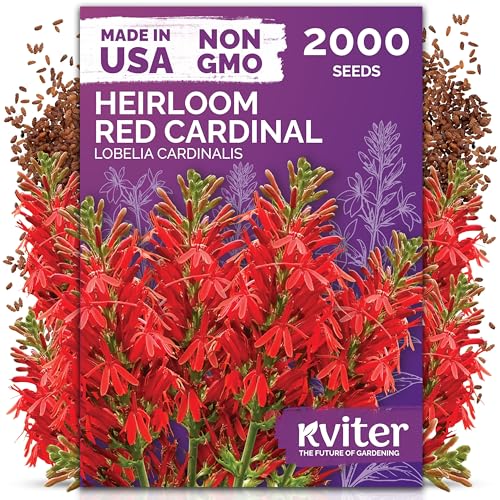 KVITER 2000 Red Cardinal Flower Seeds (Lobelia cardinalis) Lobelia Garden Seeds for Planting Cardinal Perennial Flower Seed Packets Native Wildflower Plant for Outdoor Garden Containers
