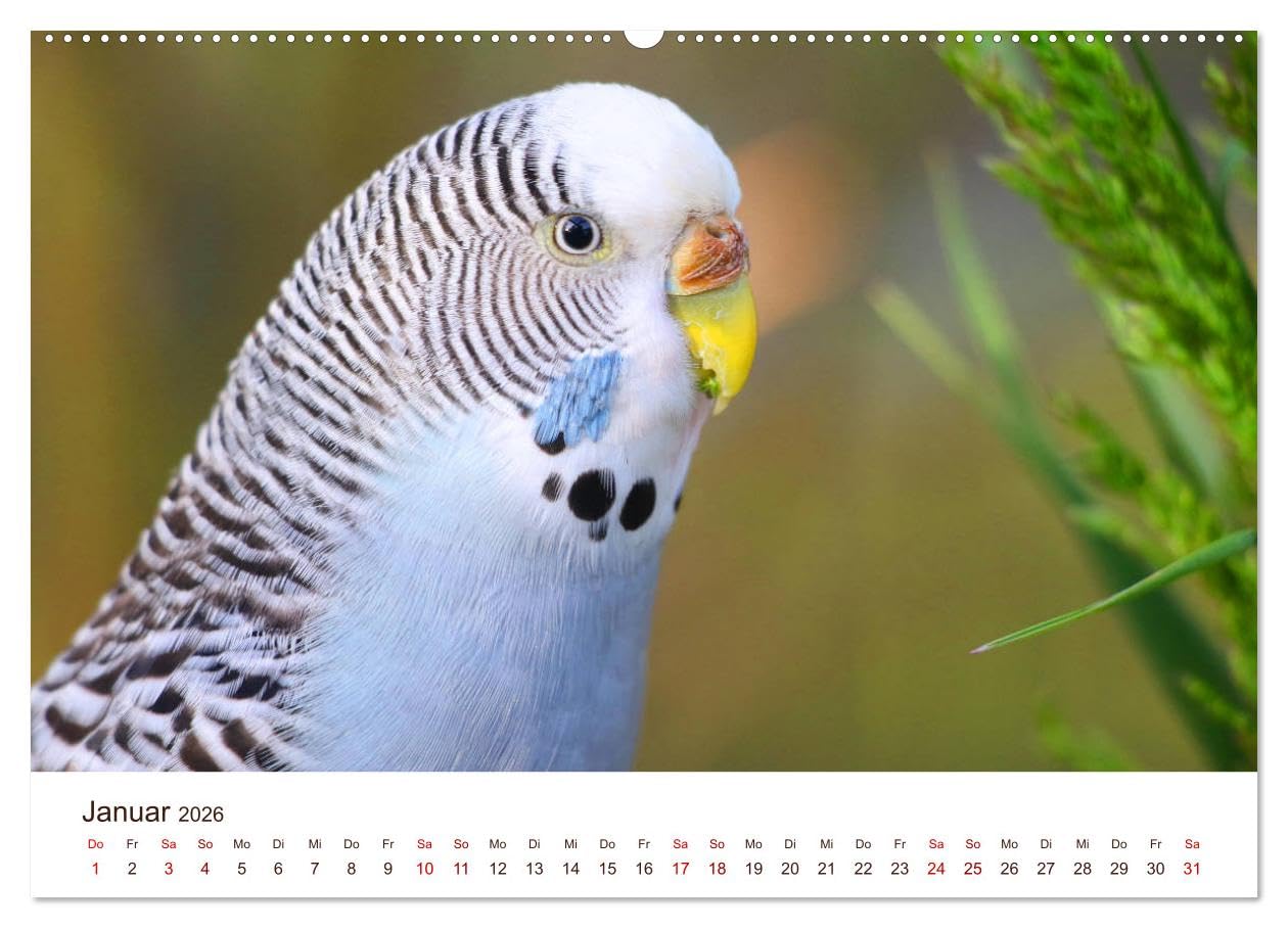 Wellensittiche - der NEUE Kalender (Wandkalender 2026 DIN A2 quer), CALVENDO Monatskalender: Ein prachtvolles Titelbild und zwölf herzergreifende ... zu einem wahren Hingucker! (CALVENDO Tiere)