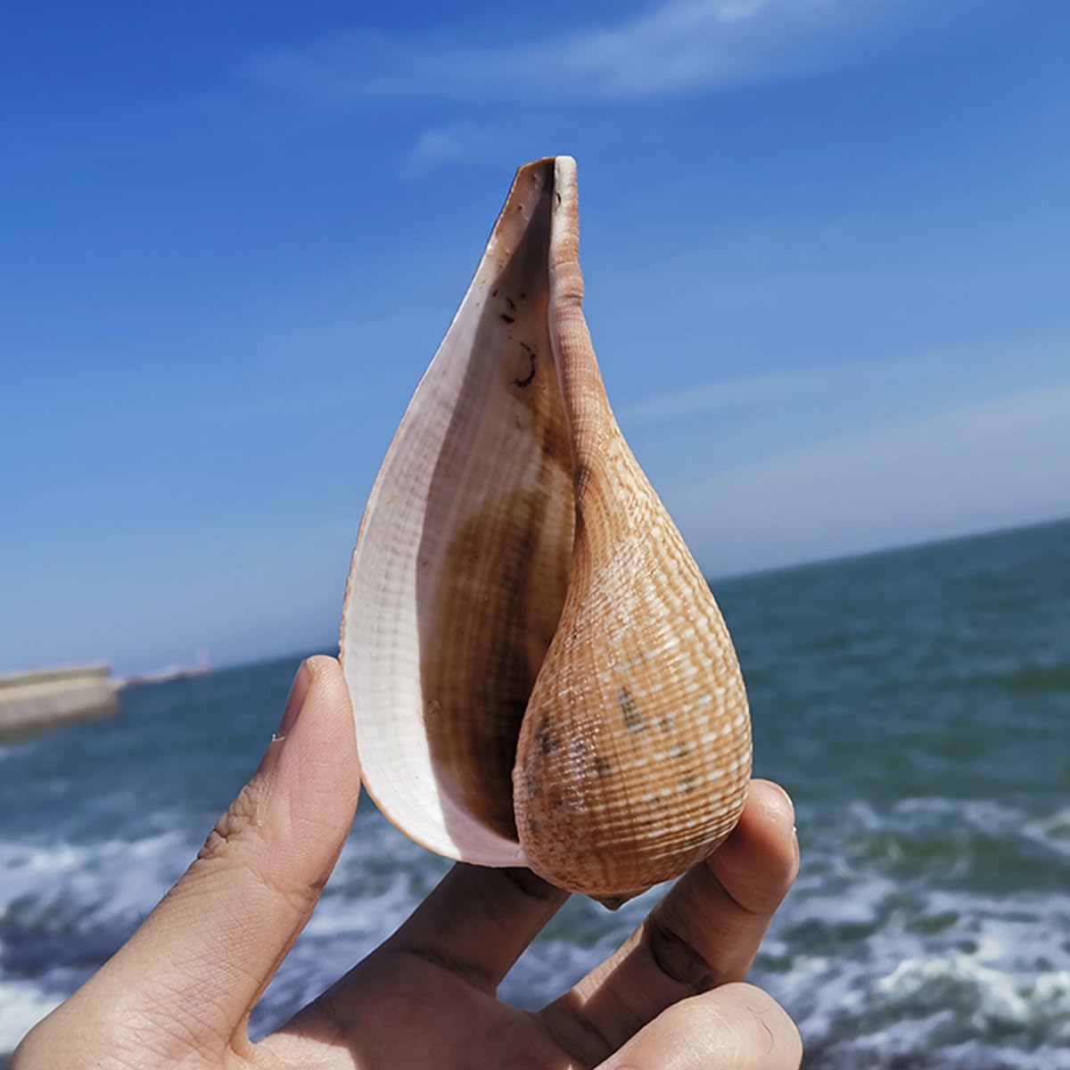 Coquillage, Énorme conque océanique Jaune, Coquillages de 5 à 12 Cm, Parfaits Une(7~8cm)