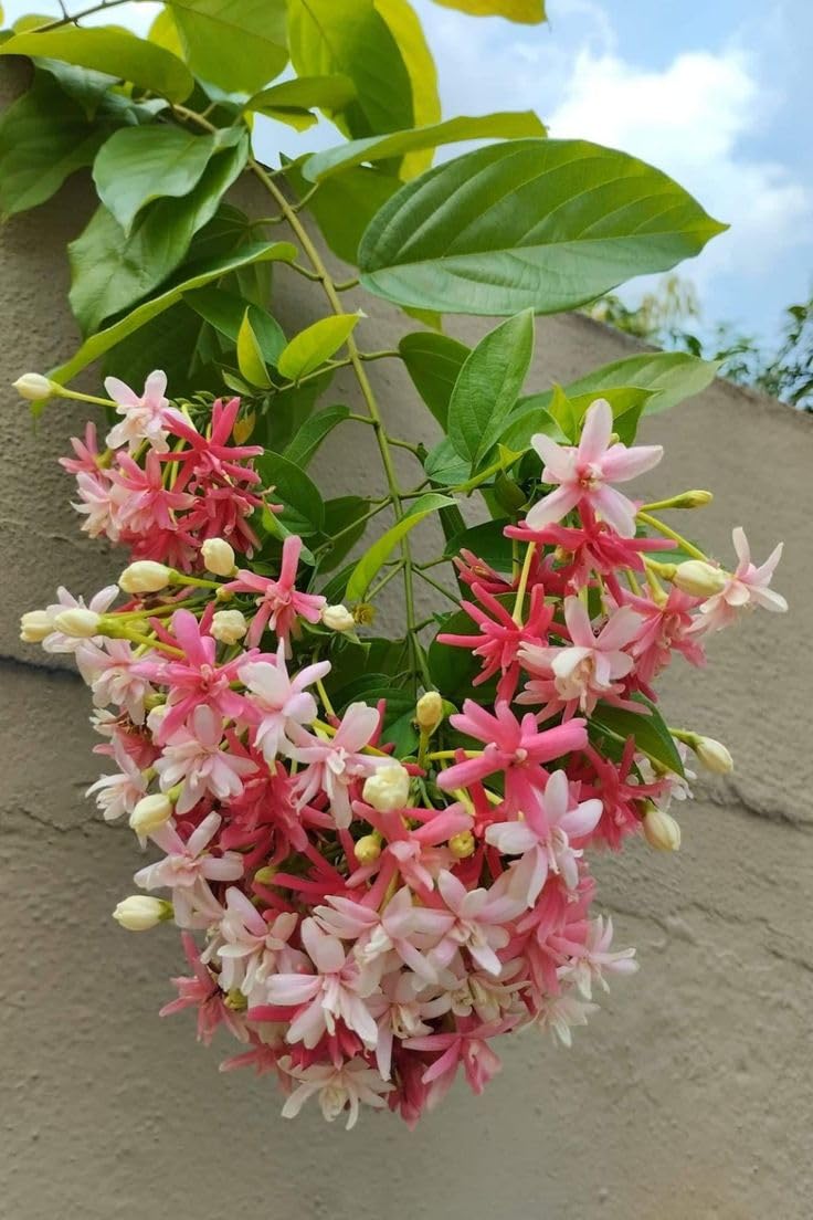 Madhumalati - (Rangoon Creeper Flower) - 1 Plant -Climbing - Decorative Madhabilata Flower Plant PACK OF 1 (B0CKYQF8F4) Amazon Price History, Amazon Price Tracker