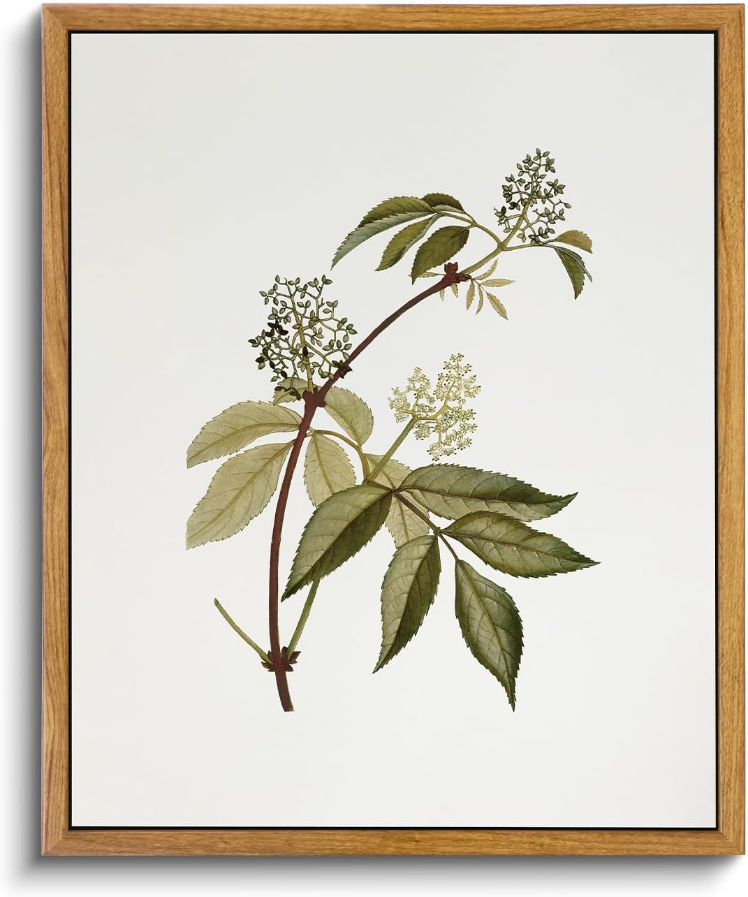 VIYYIEA Vintage Framed Canvas Wall Art Prints, Sambucus Racemosa Botanical Plant Bathroom Art Painting, Rustic Farmhouse Plant Pictures for Bedroom Living Room Bathroom, 9"x11"