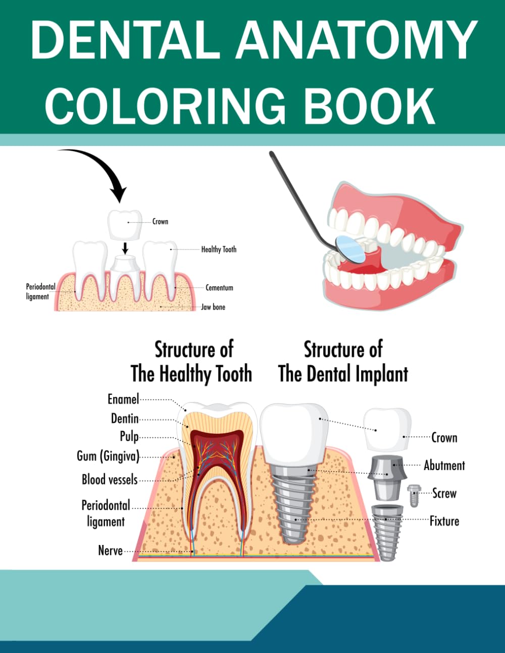 Dental Anatomy Coloring Book: An Educational Dental Anatomy Study Guide Featuring Clear Tooth Diagrams and Oral Structure Illustrations for Students and Healthcare Learners