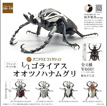 メス白化！状態良　ゴライアスオオツノハナムグリ　亜種　ウサンバレンシス　ペア メス白化！状態良 ゴライアスオオツノハナムグリ 亜種 ウサン