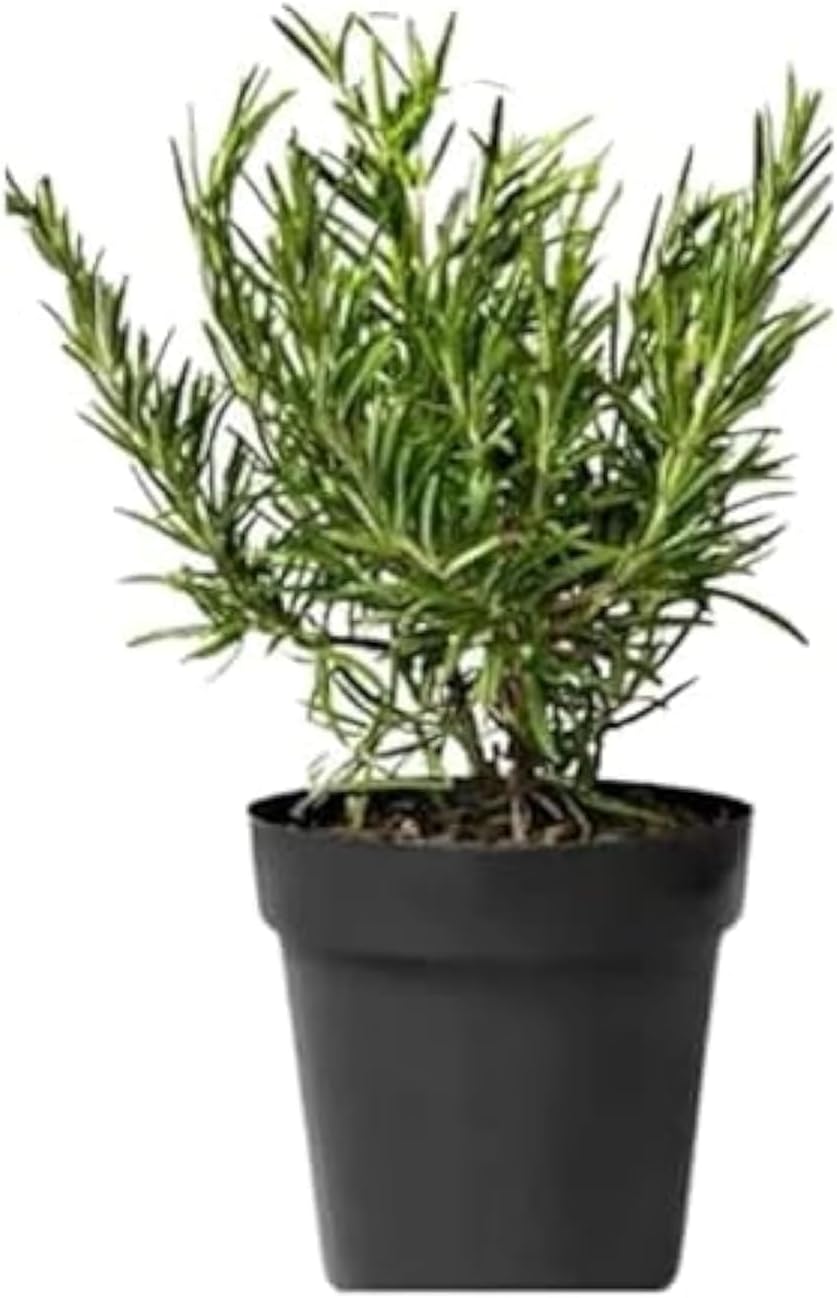 Rosemary 30-35 CM Fresh Plants | Aromatic Herb for Kitchen Gardens & Home Decor