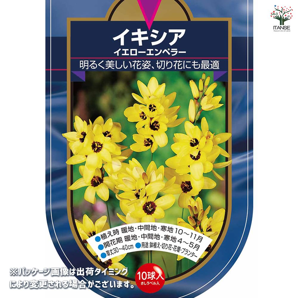 Amazon.co.jp: ITANSE 花球根 イキシア イエローエンペラー 10球
