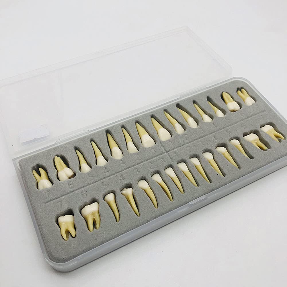 Amazon.co.jp: 歯の模型 歯科用モデル28個のダブルカラー根管付き