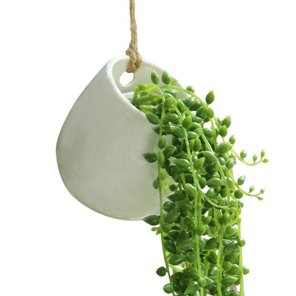 Cesta colgante de la pared para ahorrar espacio con plantas pequeñas