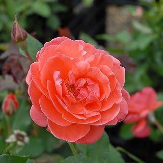 Bare Root Roses Plants 'Happy Anniversary' Floribunda Bush Rose Rosa Repeat Flowering Scented Pink Blooms Hardy Shrub Easy to Grow Your Own Flowers, 1x Bare Root Plant by Thompson and Morgan