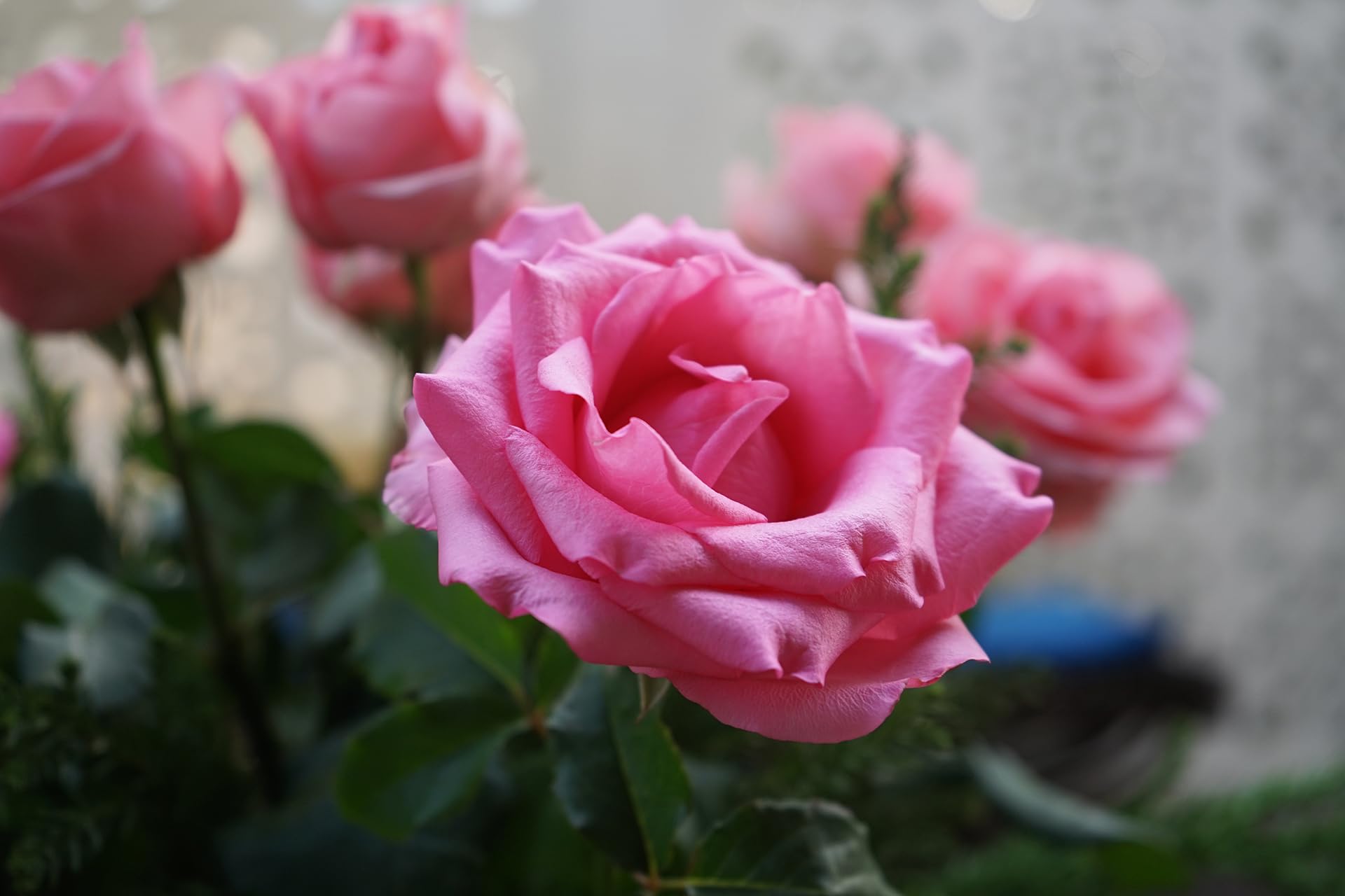 ORO FLOWERS 5KG – Długodziałający specjalistyczny nawóz do róż i kwiatów rabatowych