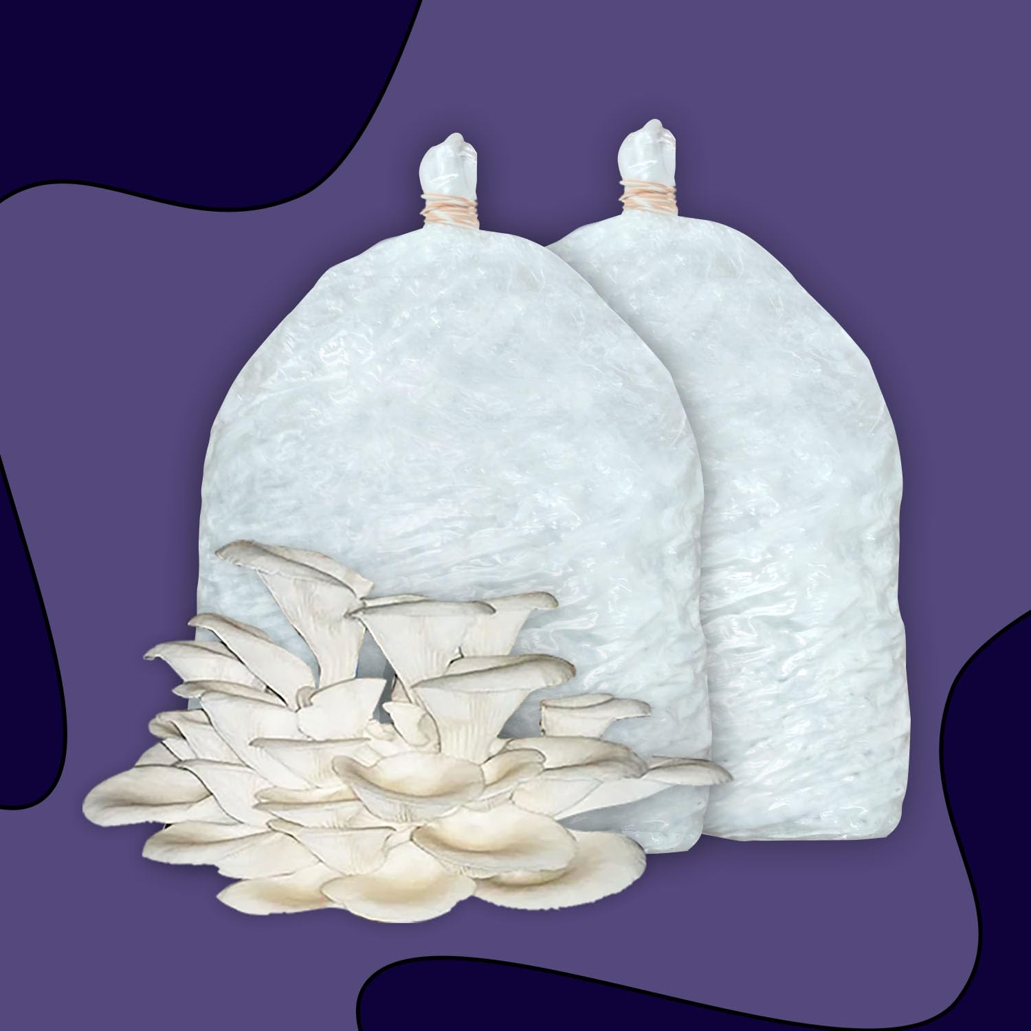 Ruway Oyster Mushroom Cultivation Kit (400g) (Spawn + 2 PP Bags + Straw) | Complete DIY Growing Solution for Fresh Organic Mushrooms | Ideal for Home, Kitchen, and Garden-image-33