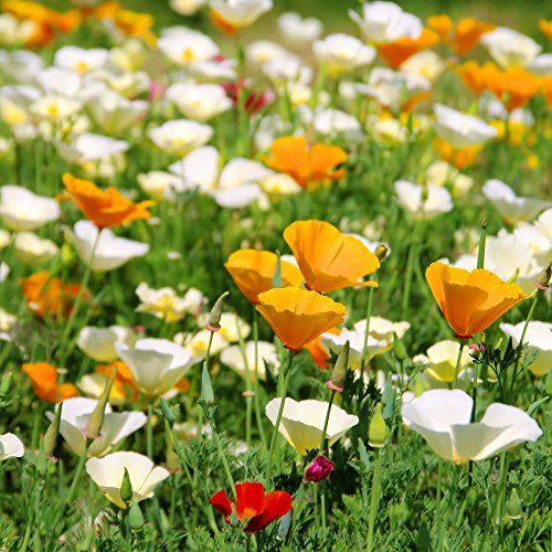 California Poppy, Doré Graines de pavot - Pavot de Californie Cover